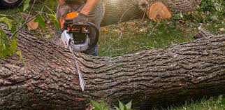 Reliable Ellinwood, KS Tree Removal Solutions